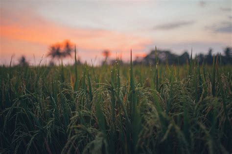 Empowering And Enabling A Sustainable Agricultural Environment