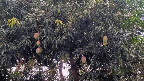 pohon mangga keindahan  manfaatnya  kehidupan