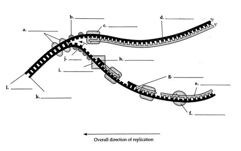 Diagram Of Fi Biology 122 Unit 1 Dna Replication Diagram Quizlet