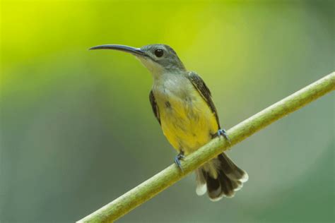 13 Small Birds with Long Beaks - Happy Birding