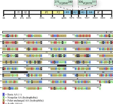 Primary Sequence Of 441 Residue Tau A Domain Organization Of Htau40