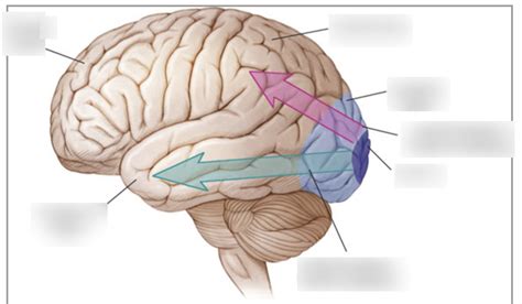 Diagram Of Ventral And Dorsal Stream Pathways Diagram Quizlet