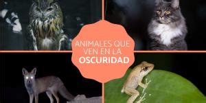 Por Qu Los Insectos Van A La Luz Desc Brelo