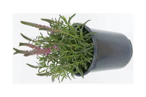 Better Homes and Gardens 2.5QT Veronica Full Sun Perennial - Walmart.com