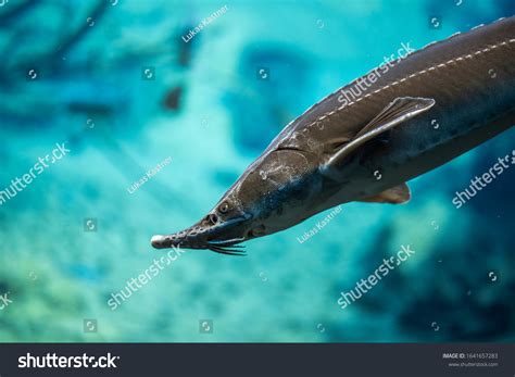 Russian Sturgeon Fish Royalty-Free Images, Stock Photos & Pictures | Shutterstock