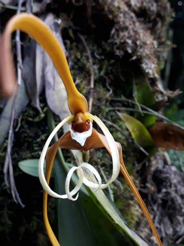 Maxillaria Fractiflexa INaturalist Mexico