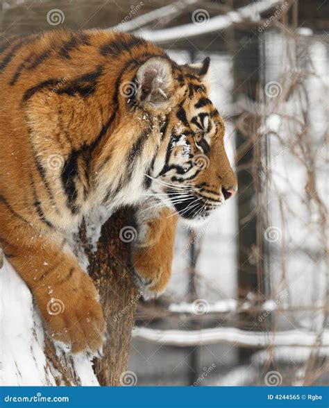 can a tiger climb a tree 1