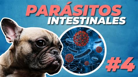 Obstrucci N Intestinal Por Par Sitos En Perros Agrocampo Youtube