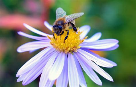 foto gratis api miele polline fiore petalo pianta