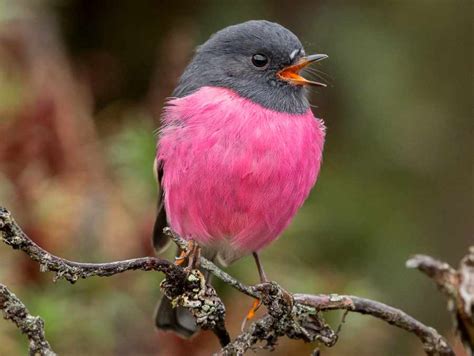 9 Types Of Unique Pink Birds Found In The Wild (With Pictures) - Birds ...