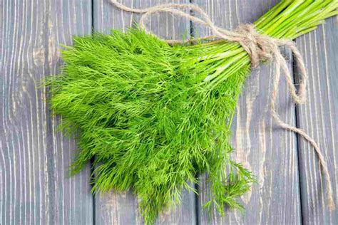 Aneto: proprietà, benefici e come usarlo in cucina