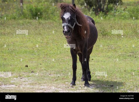 A mini pony Stock Photo - Alamy