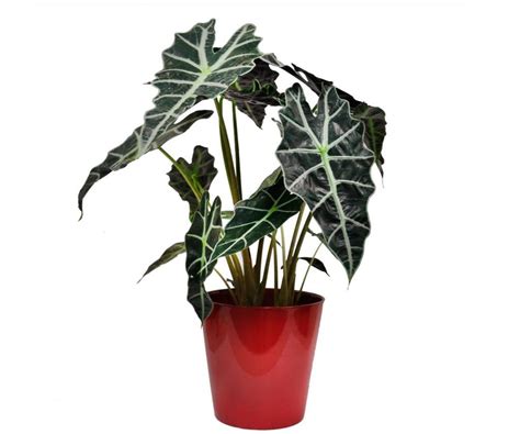 Алоказия Виды С Фото – Telegraph