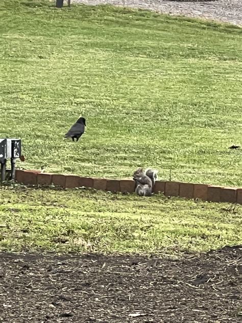 Fat Fuck Eats 30 Big Macs In My Front Yard R Fatsquirrelhate