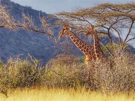 Kenya Wildlife & Travel Destinations - Magical Africa