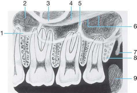 Maxillary Molar View Diagram Quizlet