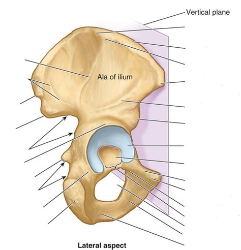 Diagram Of Lateral Acetabulum Quizlet