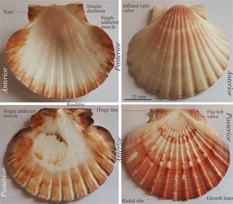 Adductor Muscles Bivalves