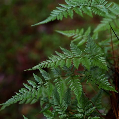 Rumohra - PictureThis