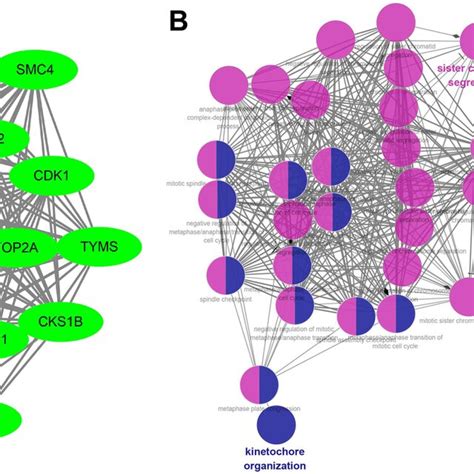 Ppi Network And Go Annotations Of The Hub Genes In The Blue Module A