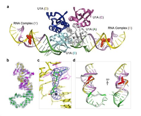 Structure Of Sam Complexed Smrz 1 U1a Rna A Overall Structure Of