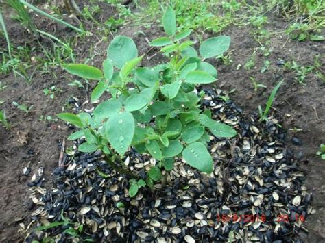 Шелуха подсолнечника и ее применение как удобрение для огорода