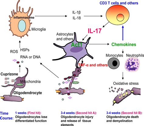 Il 17 Induced Act1 Mediated Signaling Is Critical For Cuprizone Induced