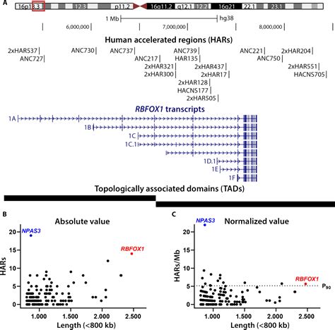 Accelerated Evolution In The Human Lineage Led To Gain And Loss Of