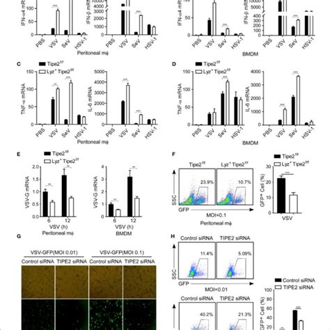 Tumor necrosis factor α induced protein 8 like 2 expression level