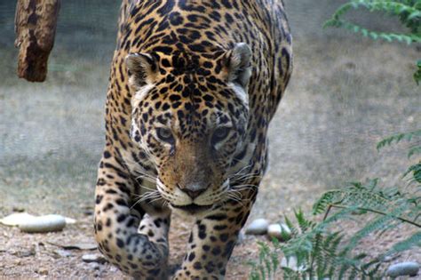 Jaguar - CreationWiki, the encyclopedia of creation science