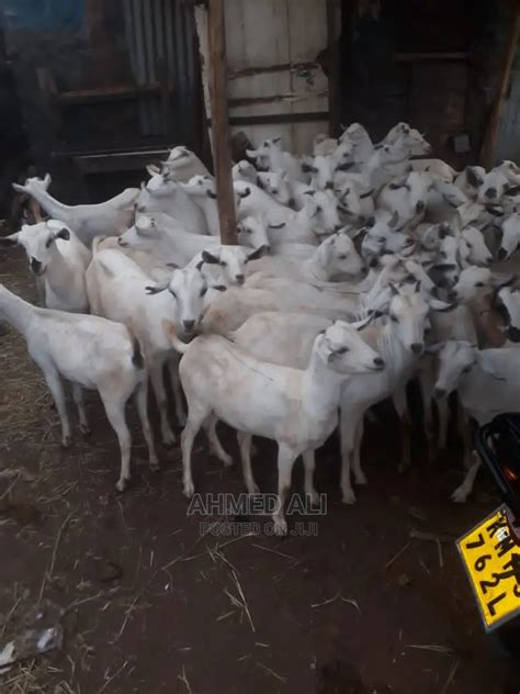 Galla Goats in Syokimau - Farm Animals, Ahmed Ali | Jiji.co.ke