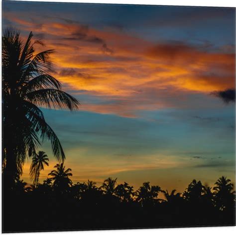 Vlag Silhouet Van Hoge Boom Bij Kleinere Bomen Onder Oranje Wolken