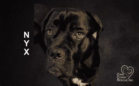 Nyx Cane Corso Rescue Inc