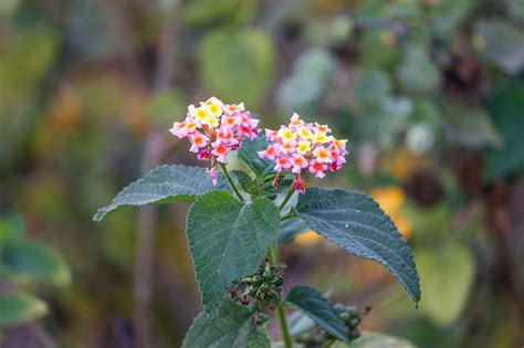 Lantana Flower - Free photo on Pixabay - Pixabay