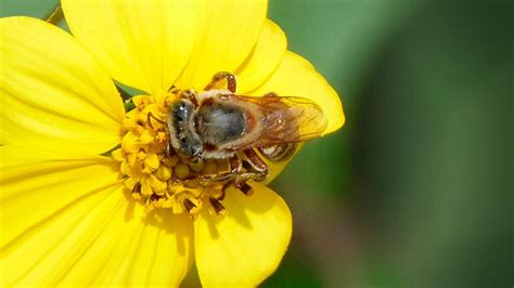 Descubriendo El Mundo De Las Abejas Su Importancia Para La Vida En La