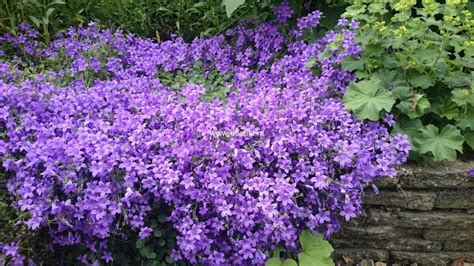 Campanula Portenschlagiana MondoRose E Fiori