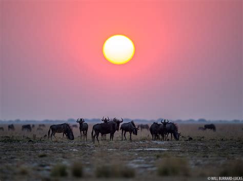 Wildebeest Will Burrard Lucas