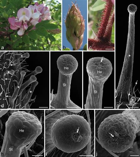 Morphology Of The Inflorescence And Micromorphology Of The Glandular