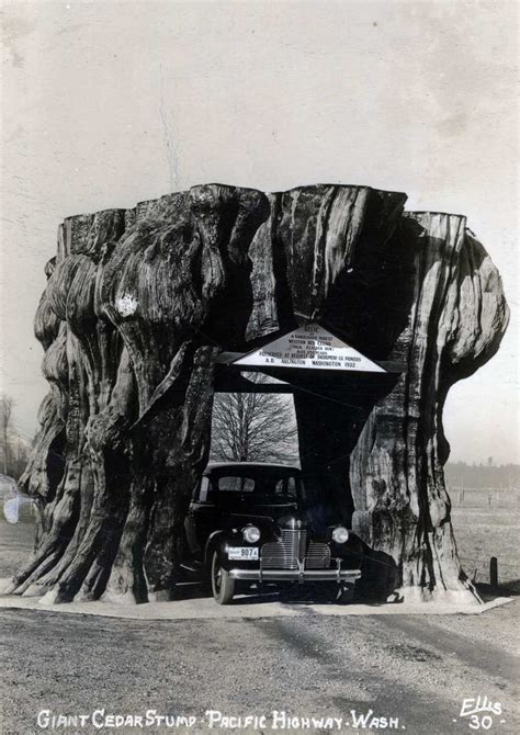 Seattle Now And Then The Big Stump Seattle Now And Then