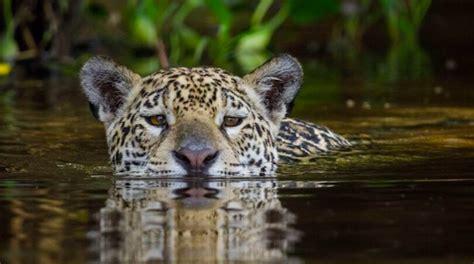 Qual O Habitat Da Onça Pintada - Relatório vincula JBS à destruição do habitat da onça-pintada