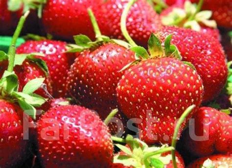 Саженцы клубника японская ремонтантная - Сад и огород во Владивостоке