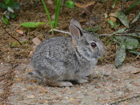 The Online Zoo - Eastern Cottontail