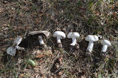 Agaricus Arvensis Horse Mushroom