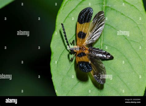 End Banded Net Winged Beetle Calopteron Terminale Taking Flight Stock