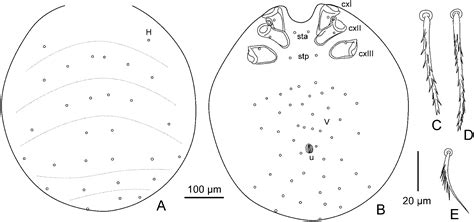 figure    revision   chigger genus afrotrombicula