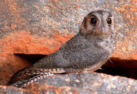 Whippoorwill Nocturnal Bird Wander Lord