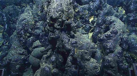 Secrets Of The Mariana Trench Caught On Camera The Two Way Npr