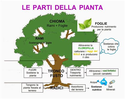 le mappe  laura trap le parti  una pianta