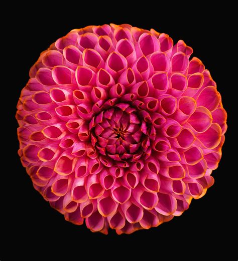 Pom Pom Dahlias On Behance