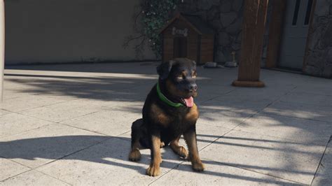 how to get a dog in gta 5 online